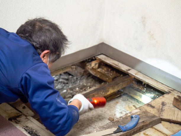 Why You Should Choose Our Mold Remediation Services in Lamont, CA